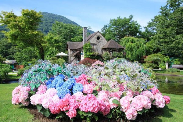 【千葉県内発】 あじさい咲く!箱根ガラスの森『あじさい庭園』 約50種和洋中ランチビュッフェ『箱根ホテル小涌園』と鈴廣かまぼこの里1